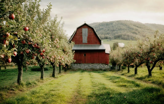Apple Farm (1 of 3)